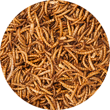 Mealworms Bulk – Available Approximately 7/28/2025