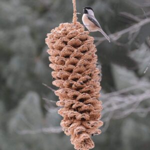 Giant Pine Cone